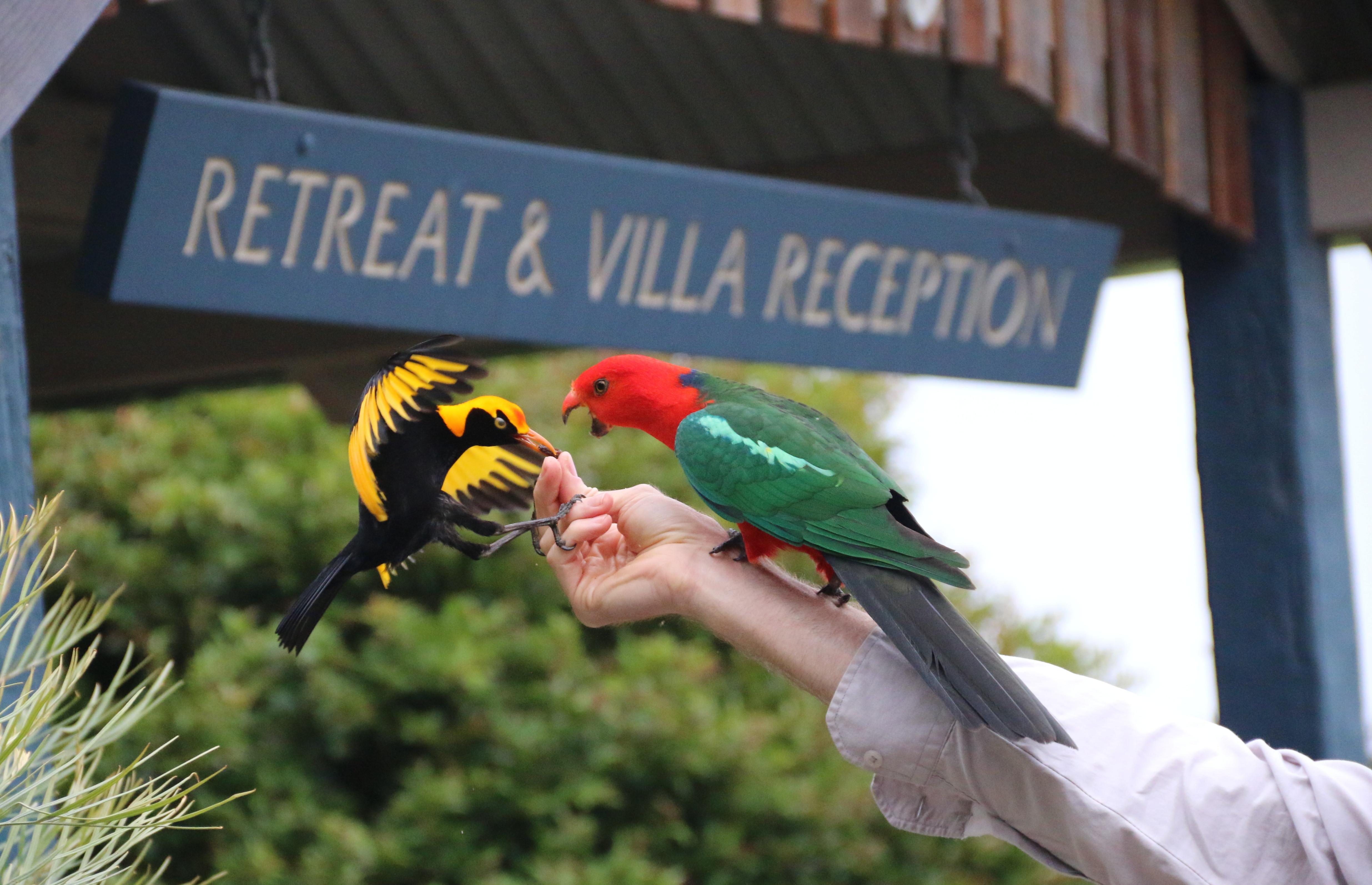 O'Reilly'S Rainforest Retreat Canungra Eksteriør bilde