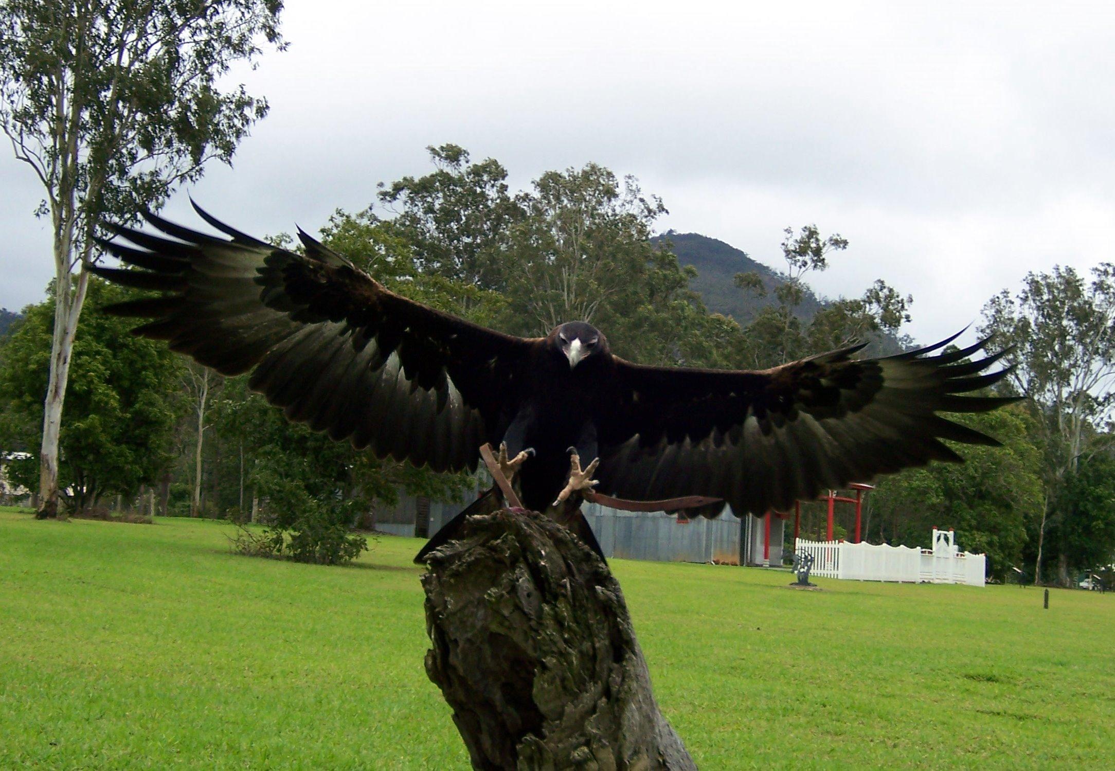 O'Reilly'S Rainforest Retreat Canungra Eksteriør bilde