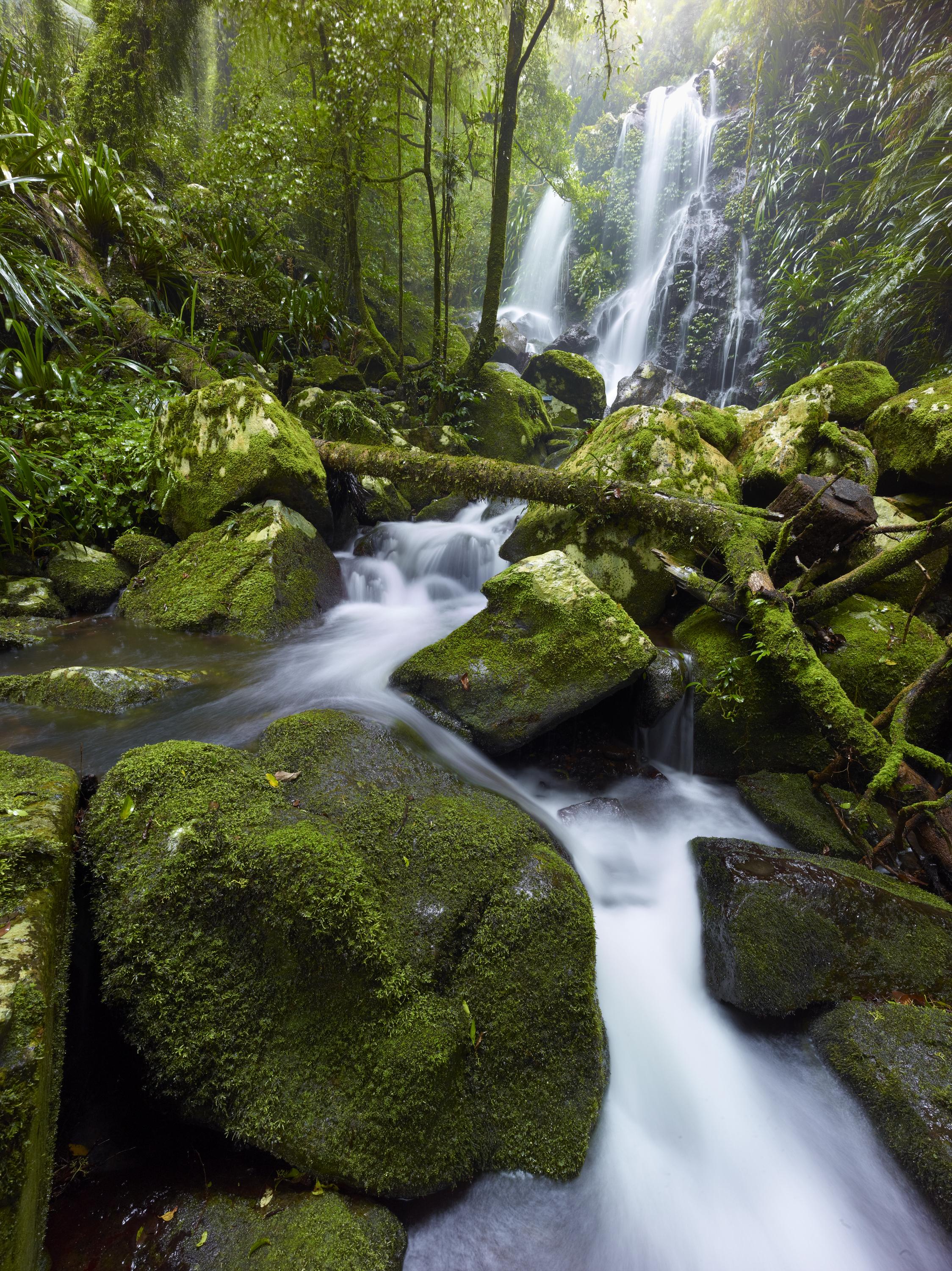 O'Reilly'S Rainforest Retreat Canungra Eksteriør bilde