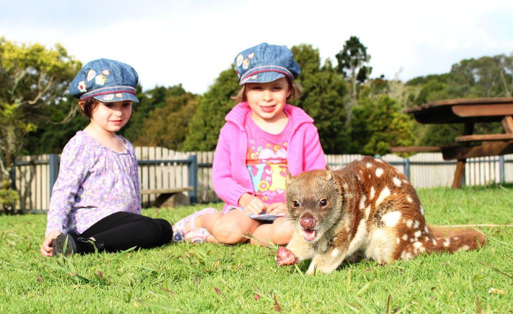 O'Reilly'S Rainforest Retreat Canungra Eksteriør bilde