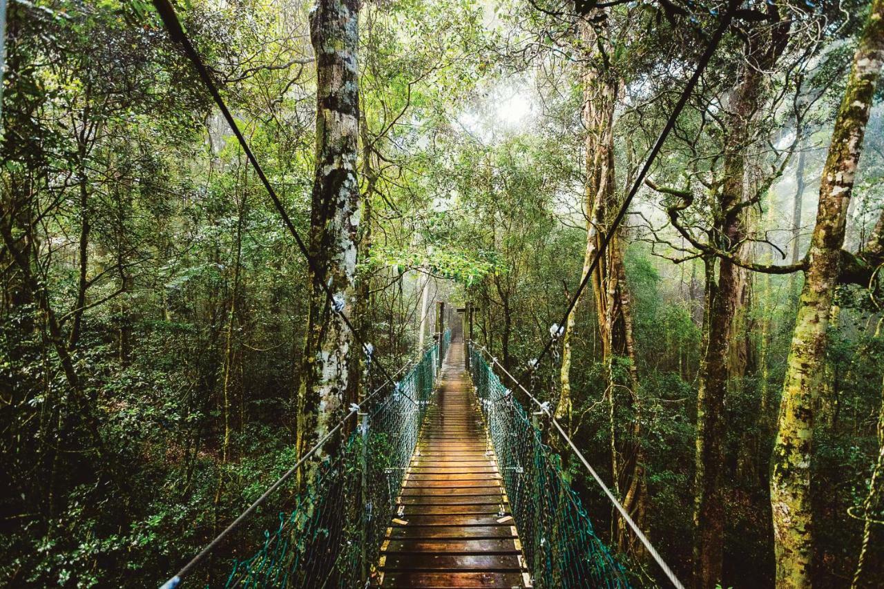 O'Reilly'S Rainforest Retreat Canungra Eksteriør bilde